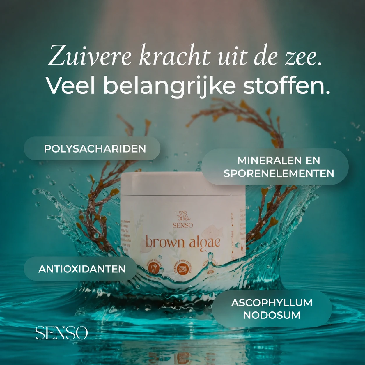 Bruine algen — afbeelding 5