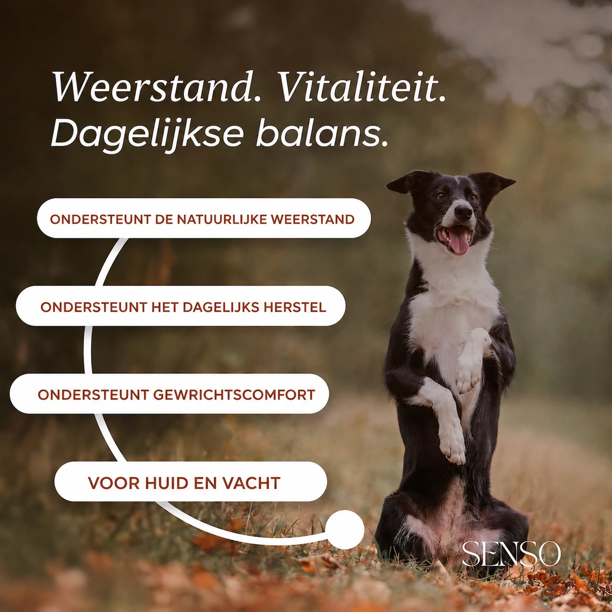 Rozenbottel — afbeelding 2